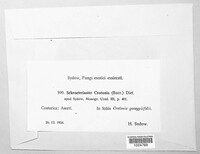 Phakopsora crotonis image